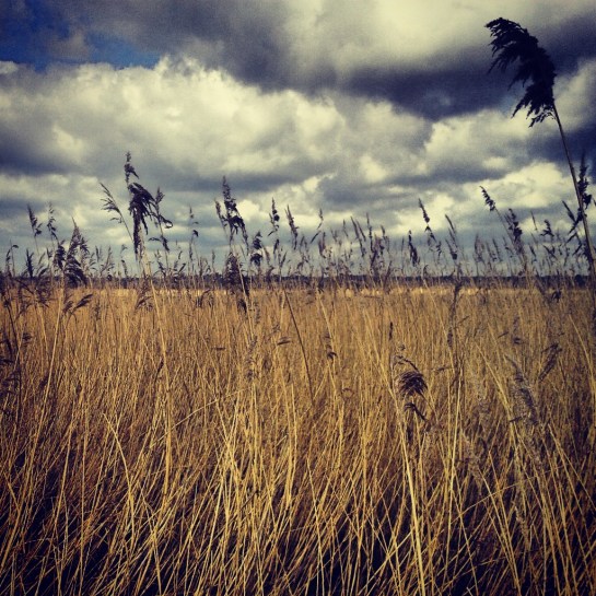 Some reeds. Pevensey Levels.